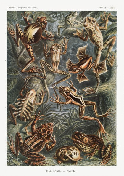 Vintage scientific illustration poster of various Batrachia frogs in earthy tones, detailed and naturalistic.