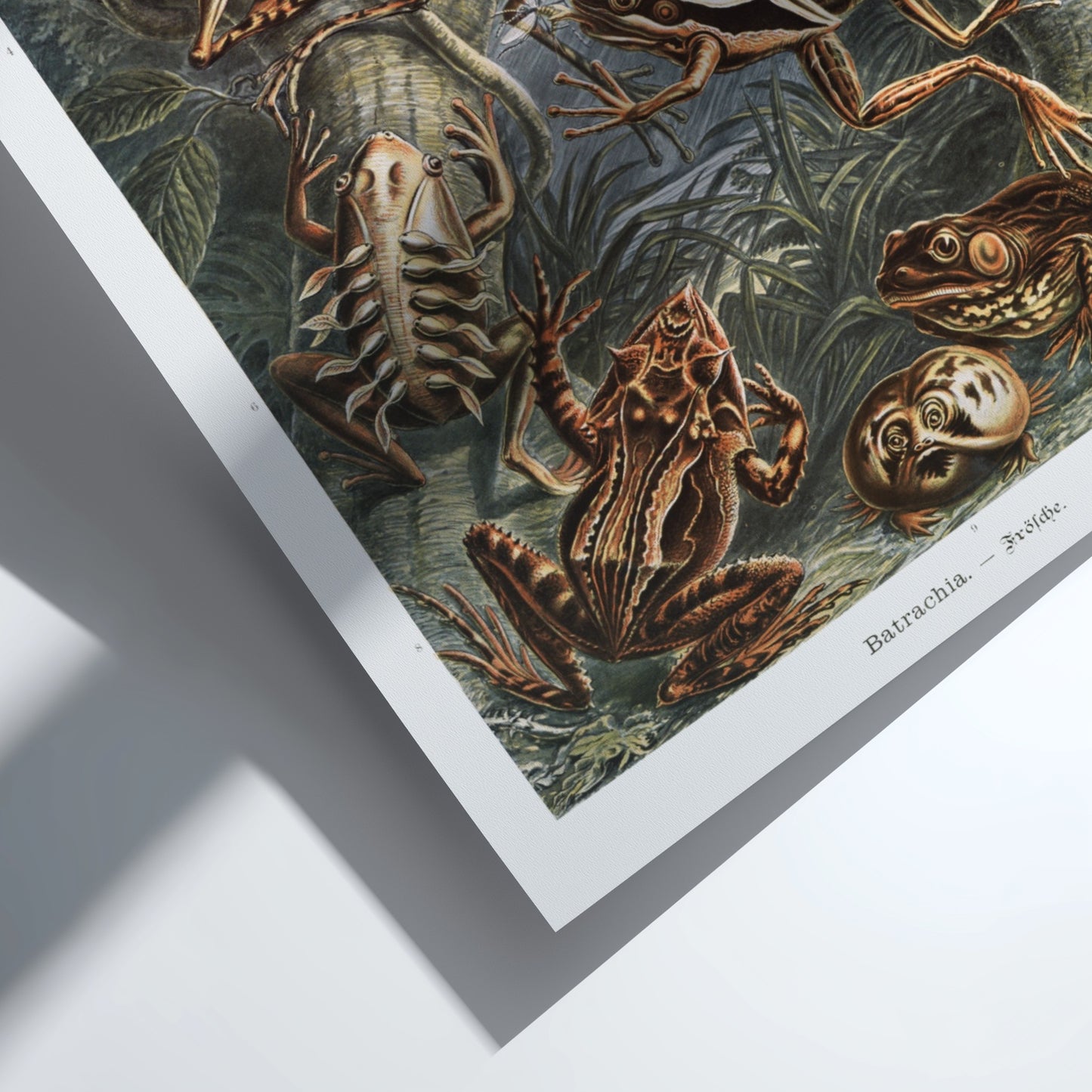 Vintage scientific illustration poster of various Batrachia frogs in earthy tones, detailed and naturalistic.