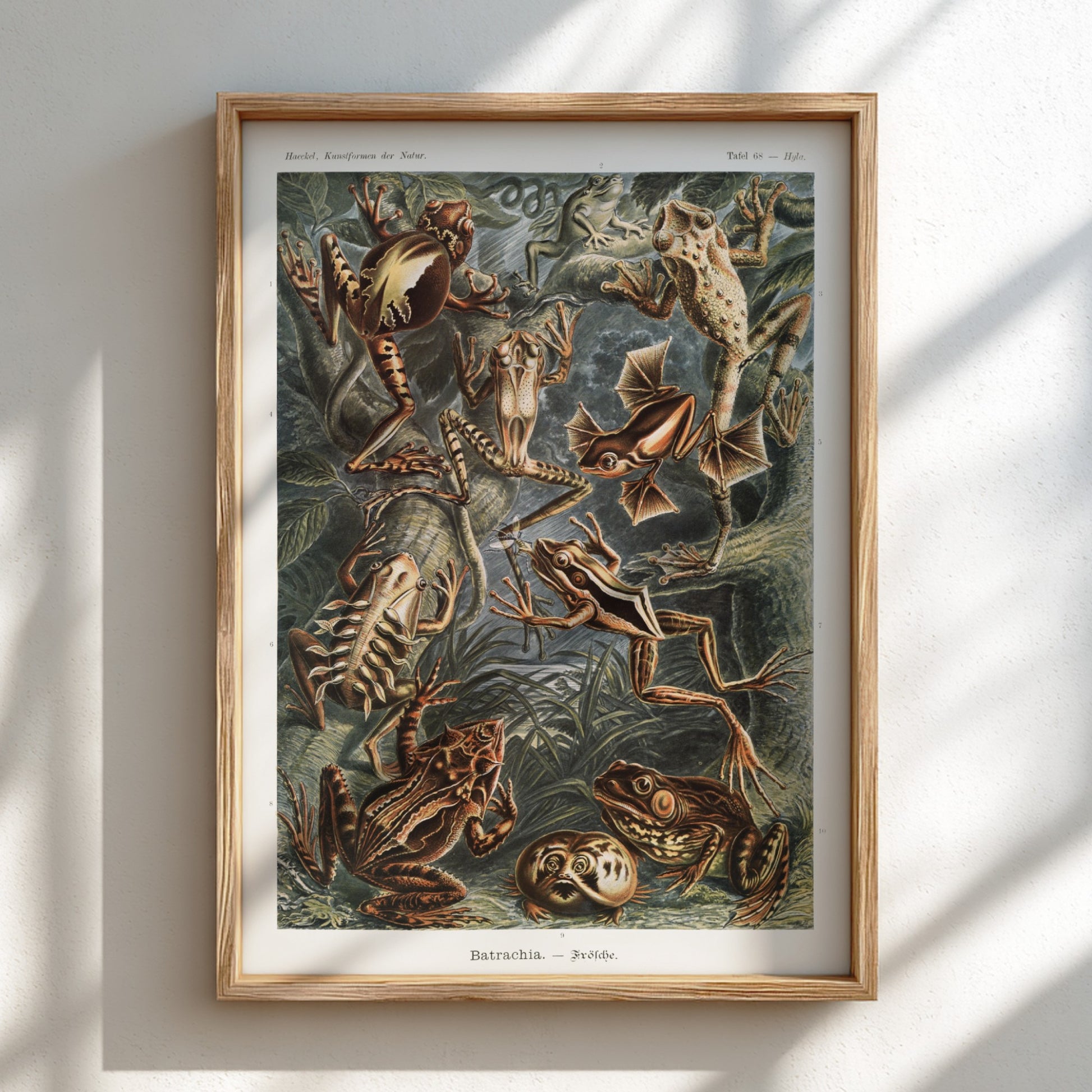 Vintage scientific illustration poster of various Batrachia frogs in earthy tones, detailed and naturalistic.