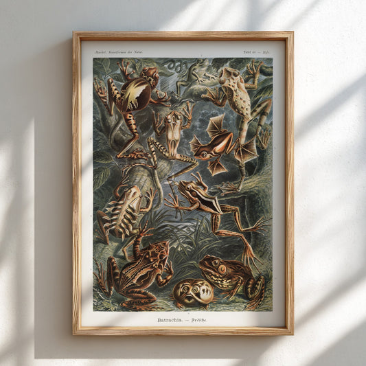 Vintage scientific illustration poster of various Batrachia frogs in earthy tones, detailed and naturalistic.