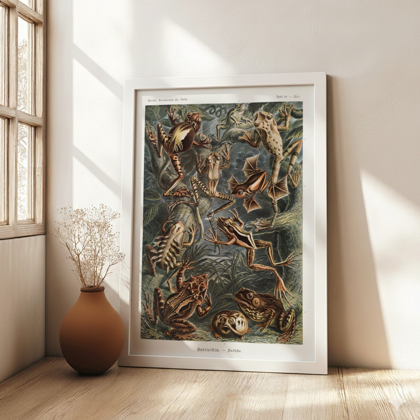 Vintage scientific illustration poster of various Batrachia frogs in earthy tones, detailed and naturalistic.