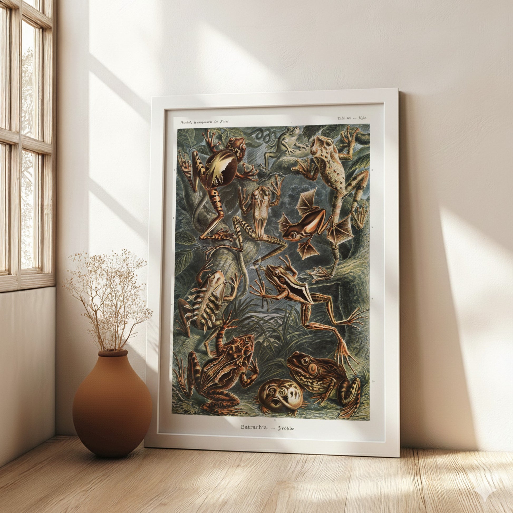 Vintage scientific illustration poster of various Batrachia frogs in earthy tones, detailed and naturalistic.