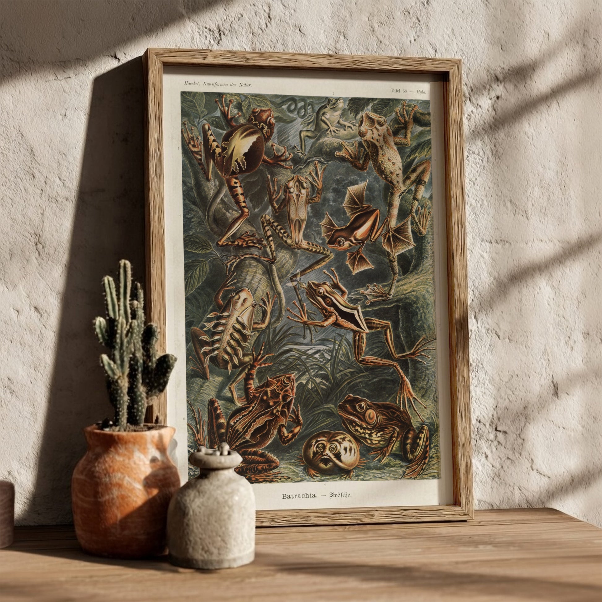Vintage scientific illustration poster of various Batrachia frogs in earthy tones, detailed and naturalistic.