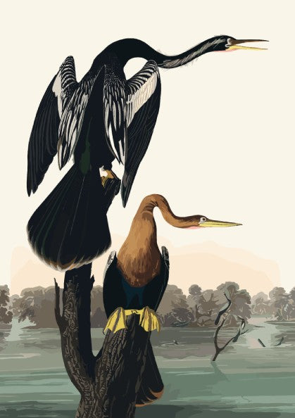 Black-bellied Darter poster featuring detailed bird illustration, soft colors, and nature theme for home decor