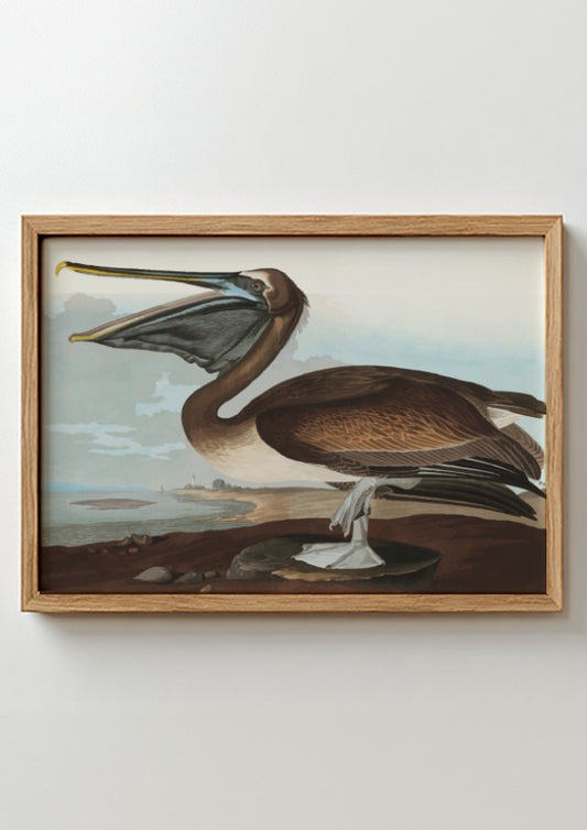 Brown Pelican poster featuring vintage Audubon art in rich colors, ideal for bird lovers and home decor.