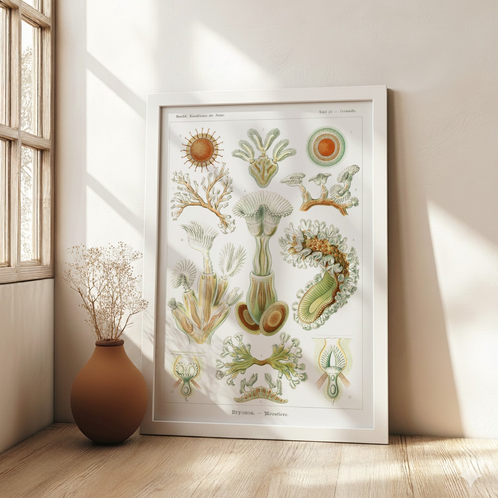 Vintage Bryozoa Moostiere poster featuring detailed scientific illustrations of marine life in green and