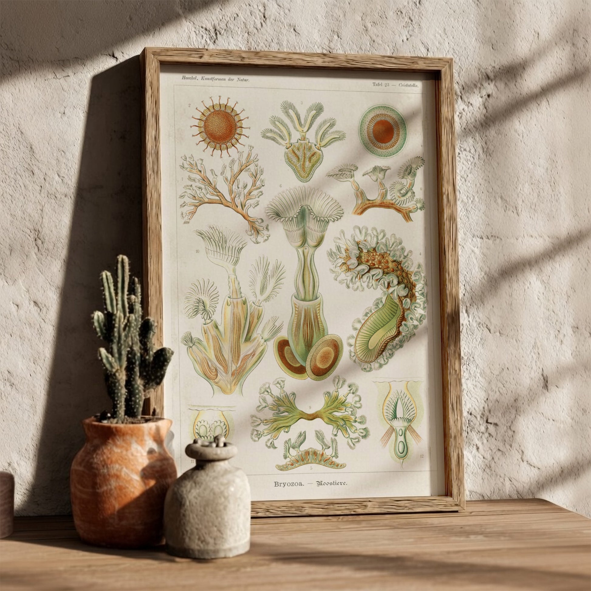 Vintage Bryozoa Moostiere poster featuring detailed scientific illustrations of marine life in green and