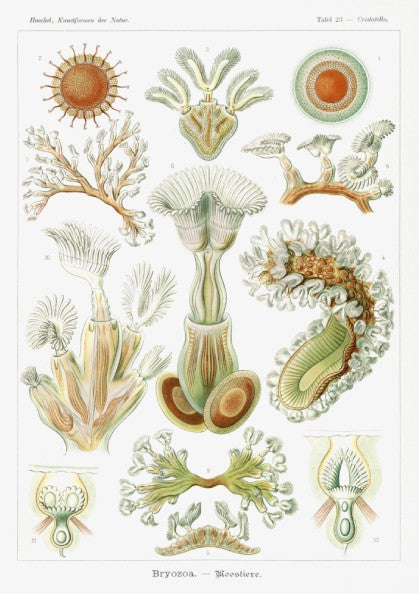 Vintage Bryozoa Moostiere poster featuring detailed scientific illustrations of marine life in green and