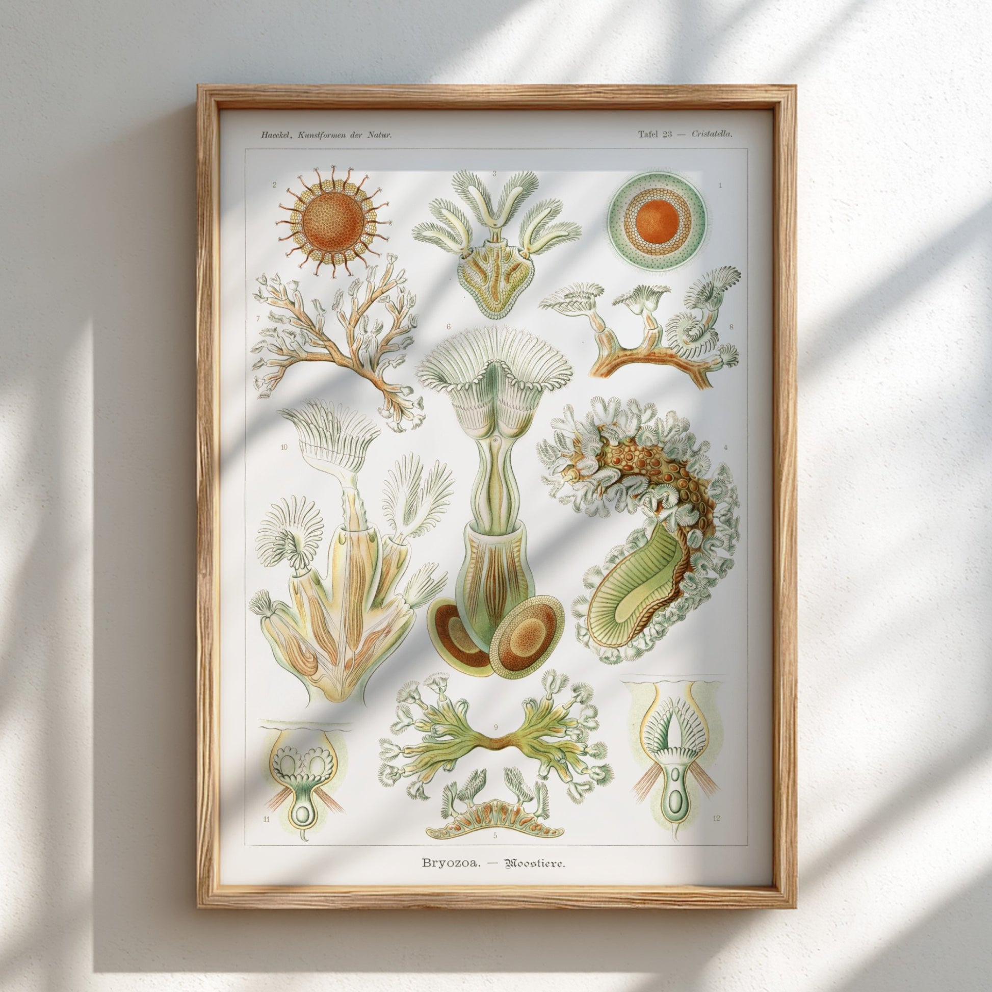 Vintage Bryozoa Moostiere poster featuring detailed scientific illustrations of marine life in green and