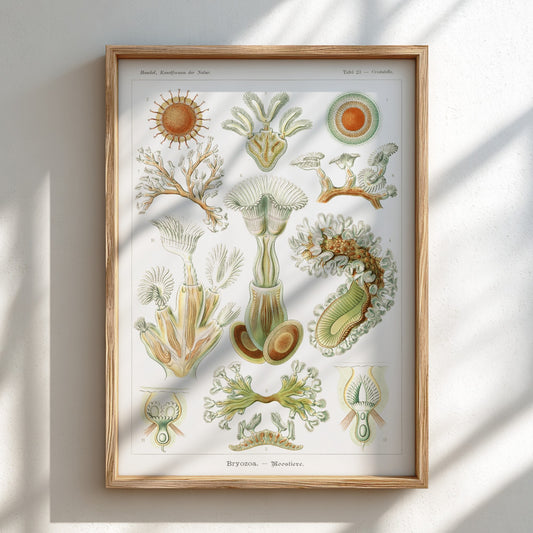 Vintage Bryozoa Moostiere poster featuring detailed scientific illustrations of marine life in green and