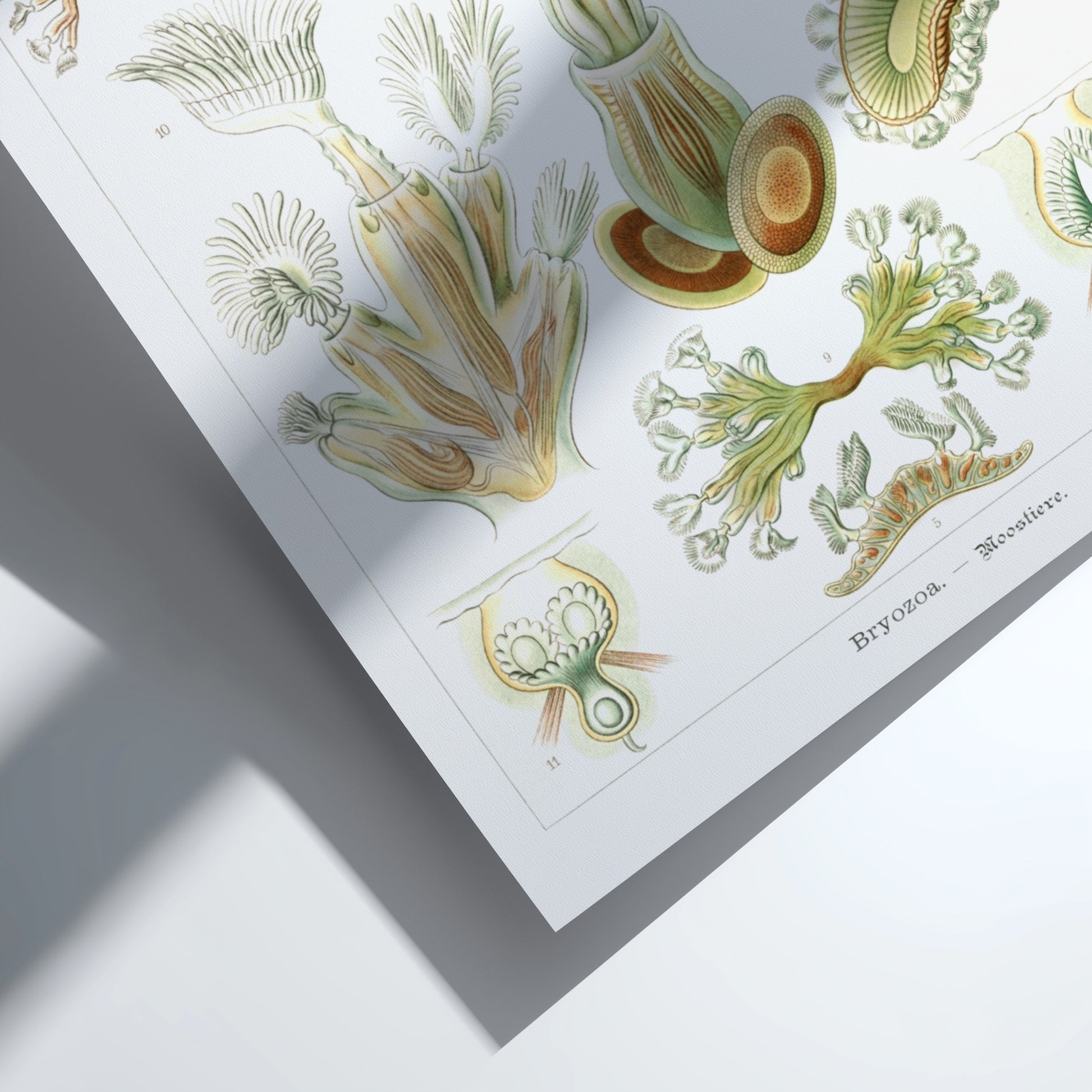 Vintage Bryozoa Moostiere poster featuring detailed scientific illustrations of marine life in green and