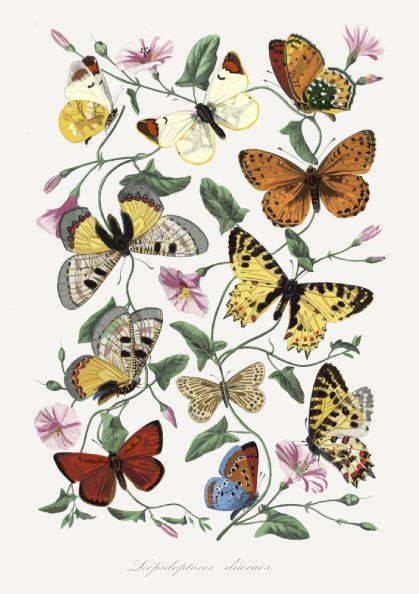 Vintage poster of Paul Gervais' butterfly and moth painting with flowers and foliage.