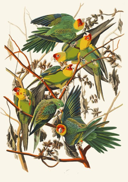 Carolina Parrot poster featuring vibrant green and red birds in a vintage style, perfect for bird lovers and