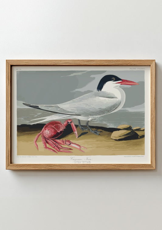 Vintage Cayenne Tern drawing by Audubon, featuring a bird and red crab on a beach. Nature wall art.