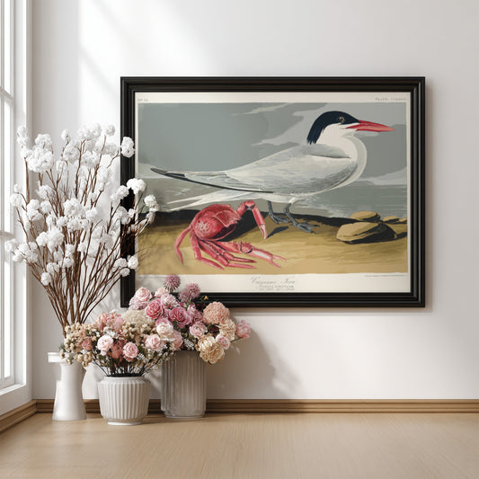 Vintage Cayenne Tern drawing by Audubon, featuring a bird and red crab on a beach. Nature wall art.