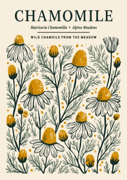 Chamomile kitchen poster featuring delicate flowers in soft whites and warm yellows, botanical style wall art.