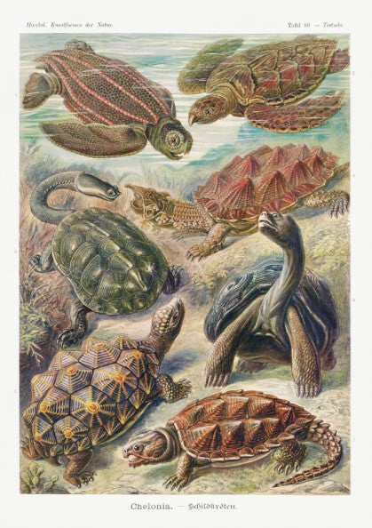 Vintage Chelonia Turtles poster featuring detailed scientific illustrations of various turtle species in