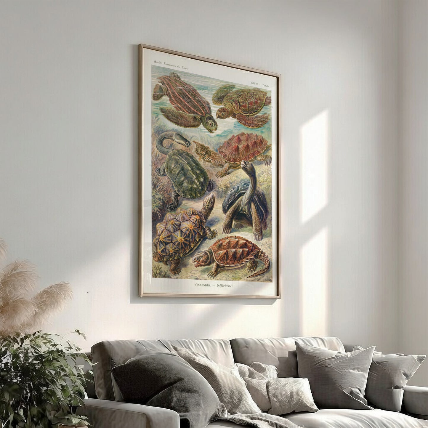 Vintage Chelonia Turtles poster featuring detailed scientific illustrations of various turtle species in