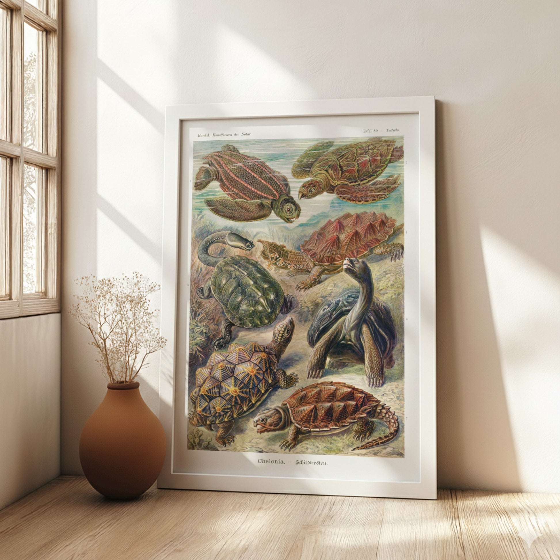 Vintage Chelonia Turtles poster featuring detailed scientific illustrations of various turtle species in