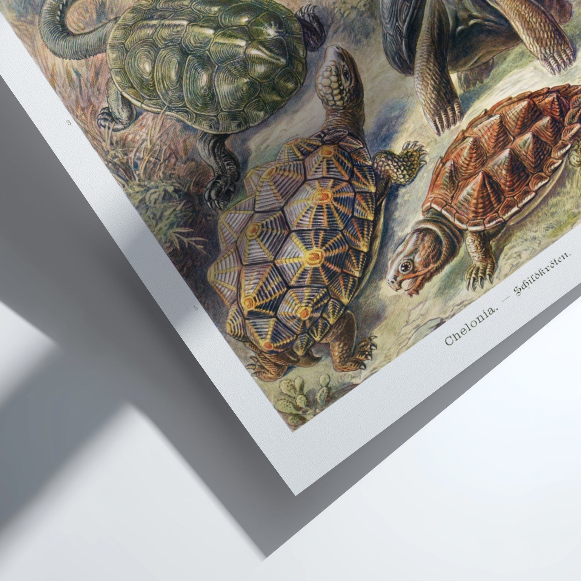 Vintage Chelonia Turtles poster featuring detailed scientific illustrations of various turtle species in