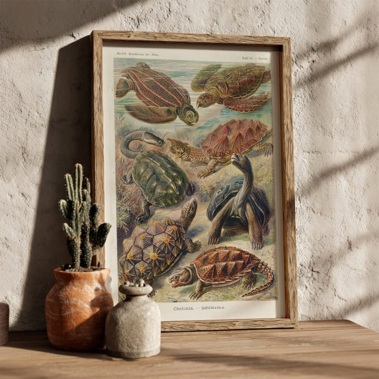 Vintage Chelonia Turtles poster featuring detailed scientific illustrations of various turtle species in