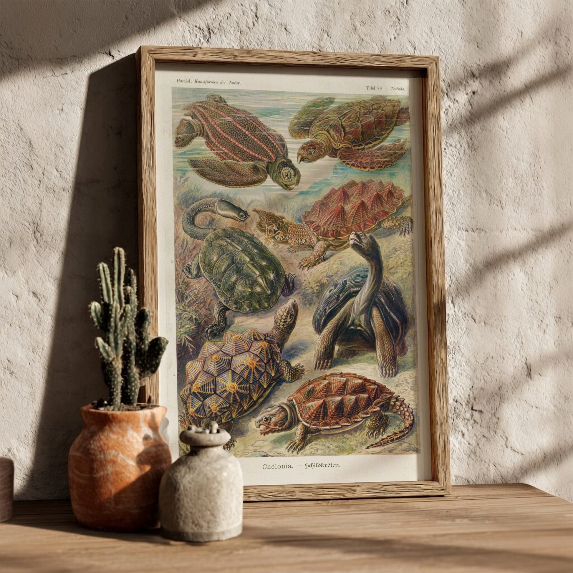 Vintage Chelonia Turtles poster featuring detailed scientific illustrations of various turtle species in