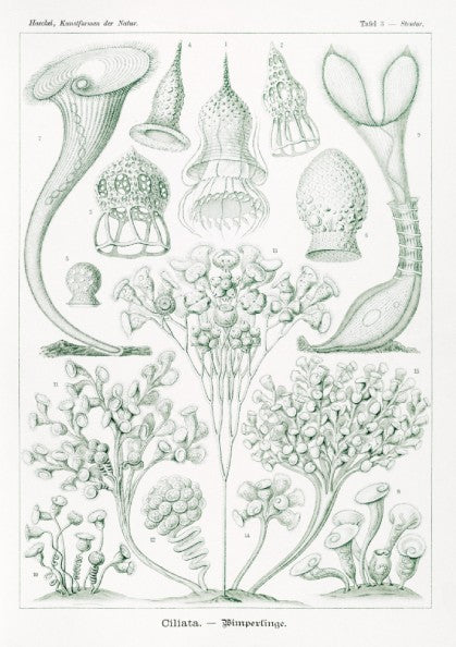 Ciliata Wimperlinge scientific illustration poster by Ernst Haeckel, featuring detailed protozoa in green