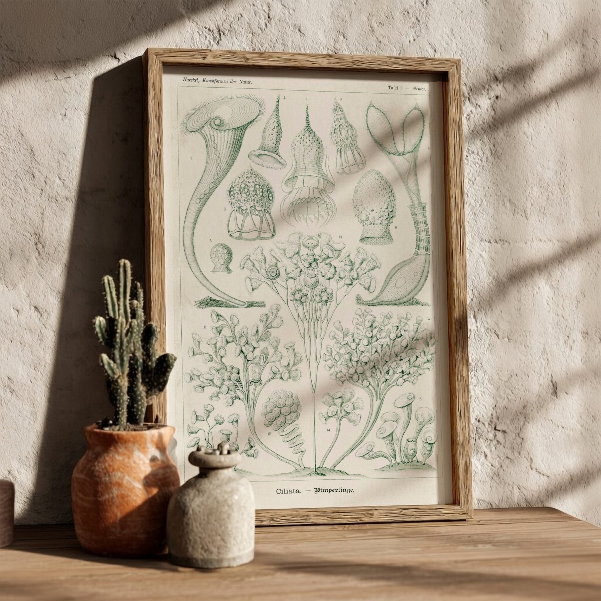 Ciliata Wimperlinge scientific illustration poster by Ernst Haeckel, featuring detailed protozoa in green