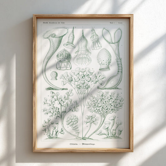 Ciliata Wimperlinge scientific illustration poster by Ernst Haeckel, featuring detailed protozoa in green