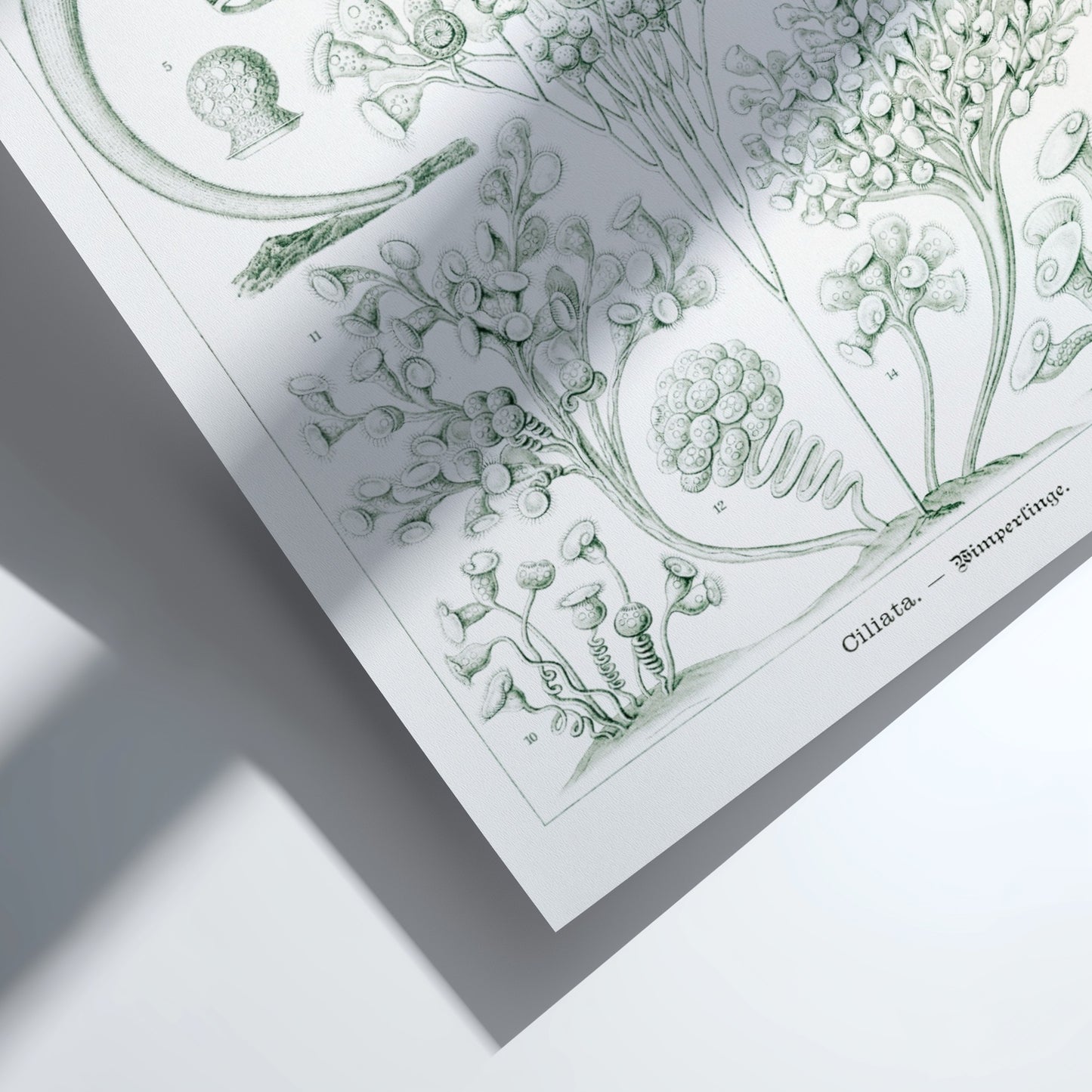 Ciliata Wimperlinge scientific illustration poster by Ernst Haeckel, featuring detailed protozoa in green