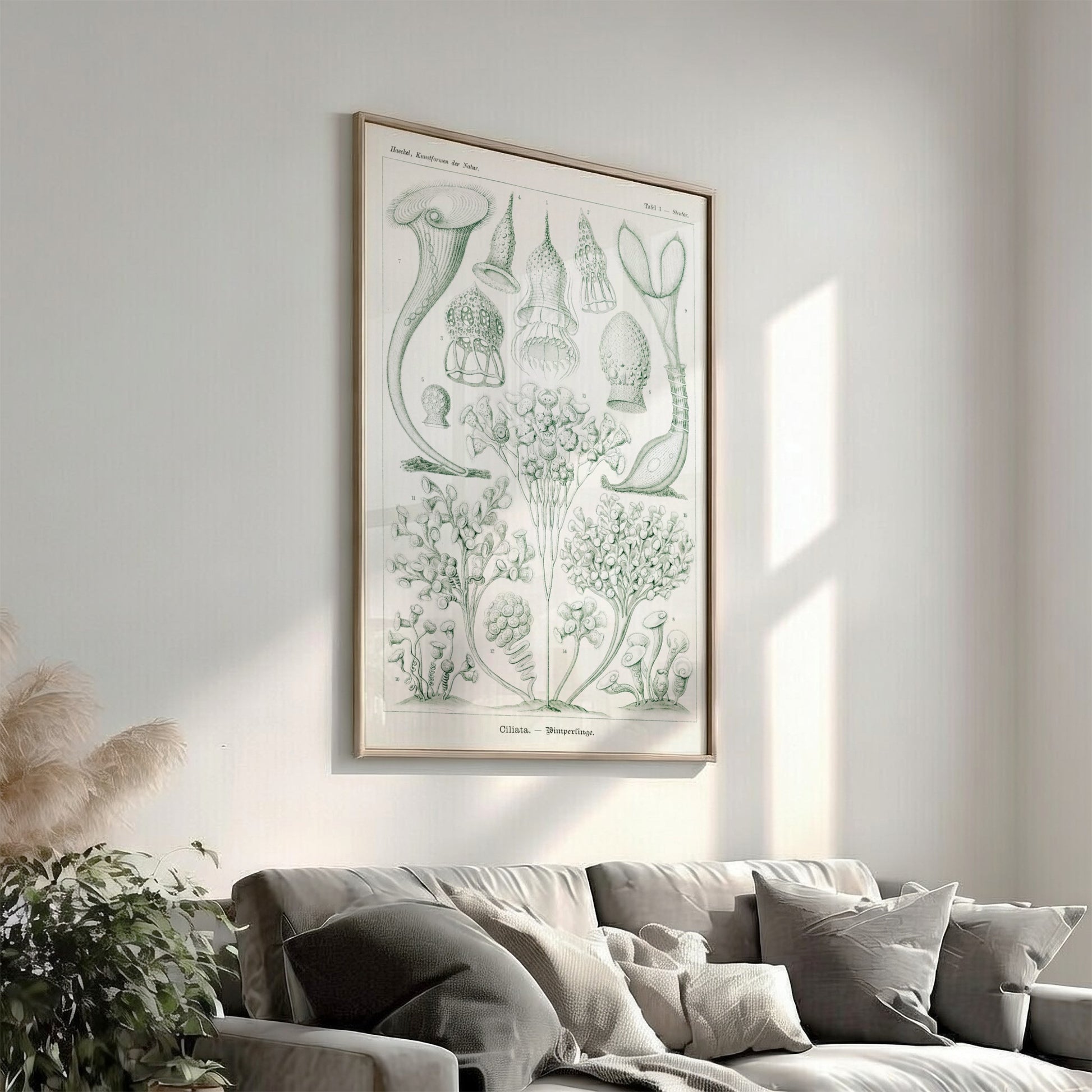 Ciliata Wimperlinge scientific illustration poster by Ernst Haeckel, featuring detailed protozoa in green
