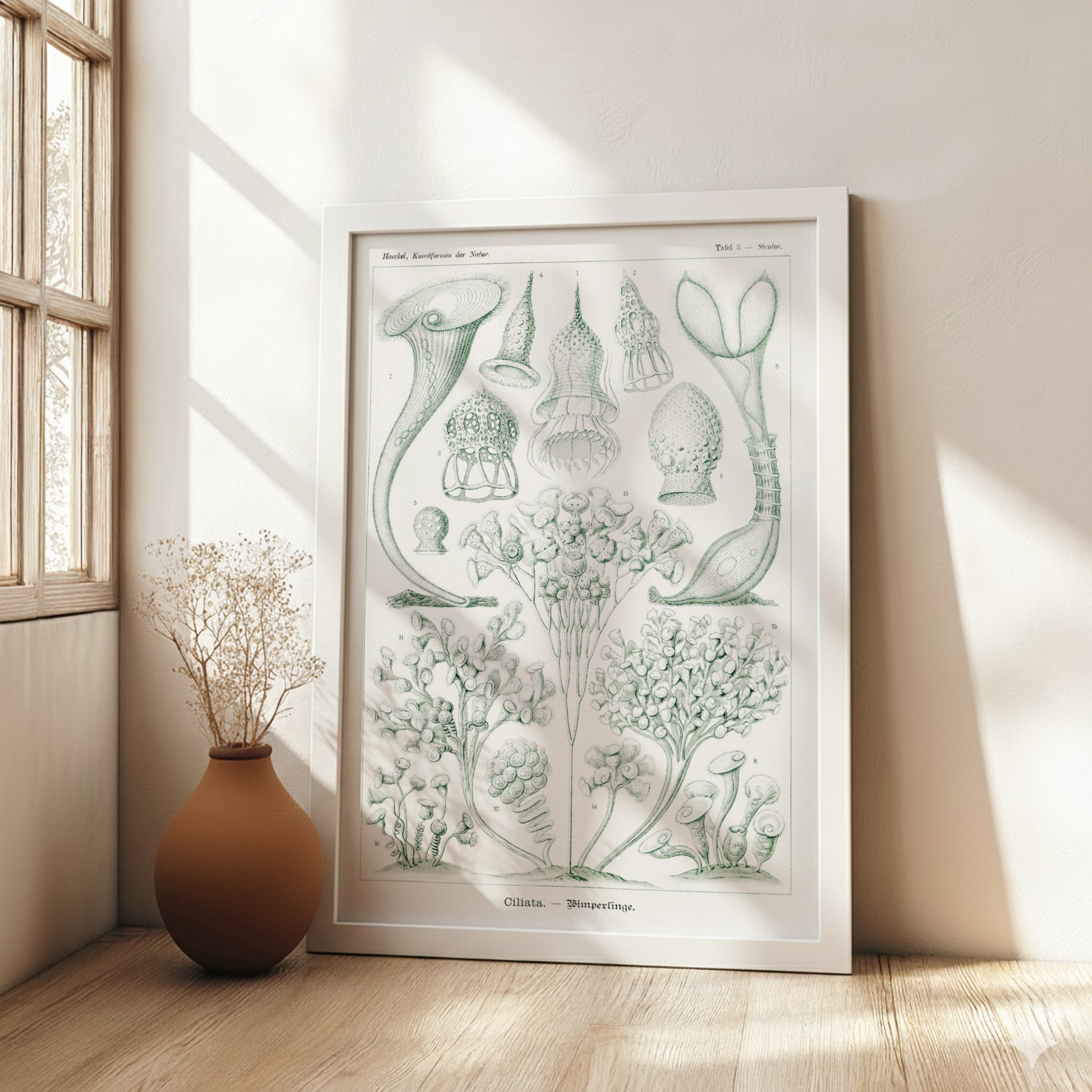 Ciliata Wimperlinge scientific illustration poster by Ernst Haeckel, featuring detailed protozoa in green