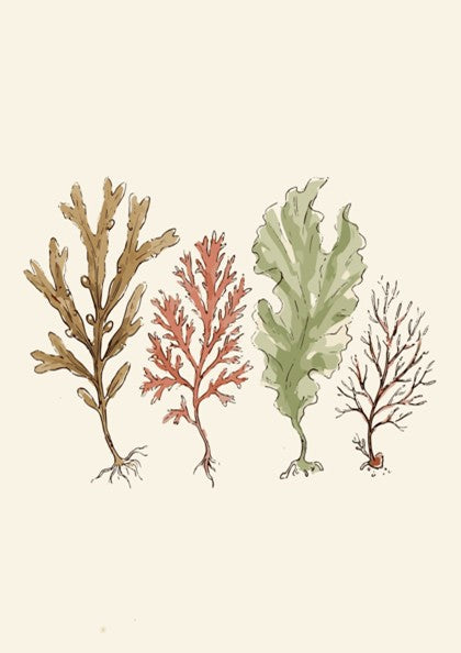 Poster featuring four detailed seaweed specimens in shades of brown, red, and sage green.