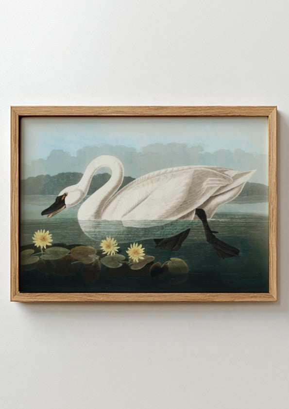 Common American Swan poster featuring elegant white swan and serene water scene, nature art print for wall