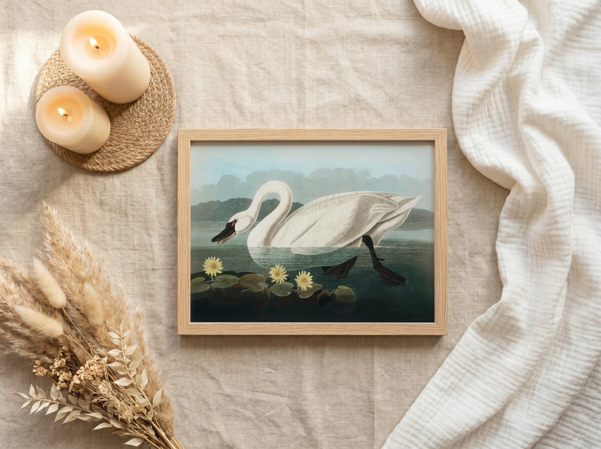 Common American Swan poster featuring elegant white swan and serene water scene, nature art print for wall