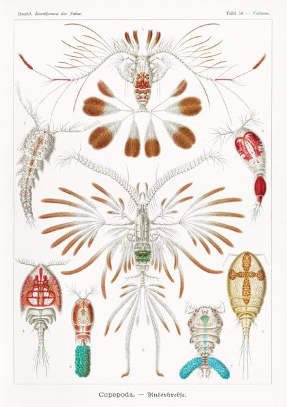 Vintage scientific illustration poster of various Copepoda sea creatures by Ernst Haeckel.