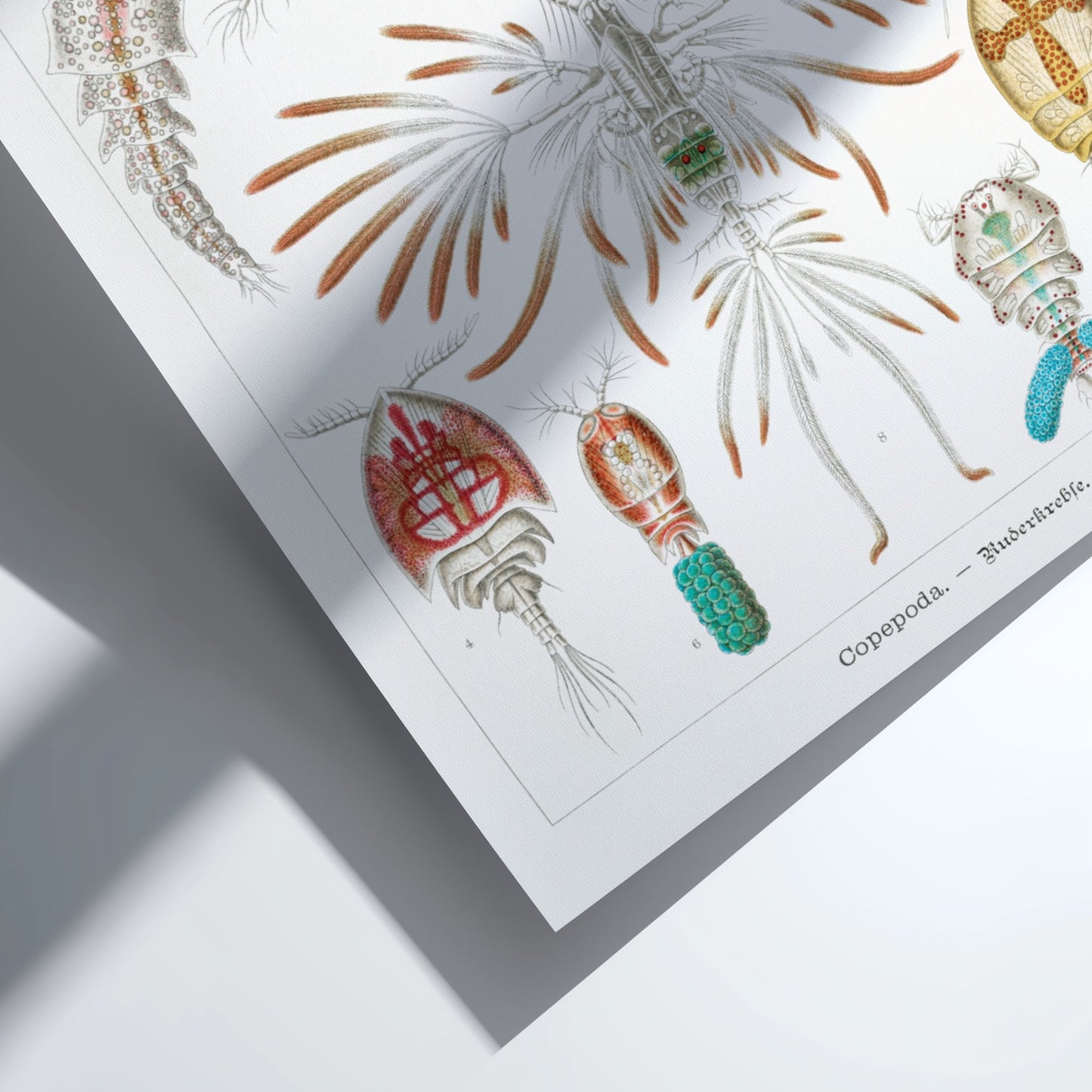Vintage scientific illustration poster of various Copepoda sea creatures by Ernst Haeckel.