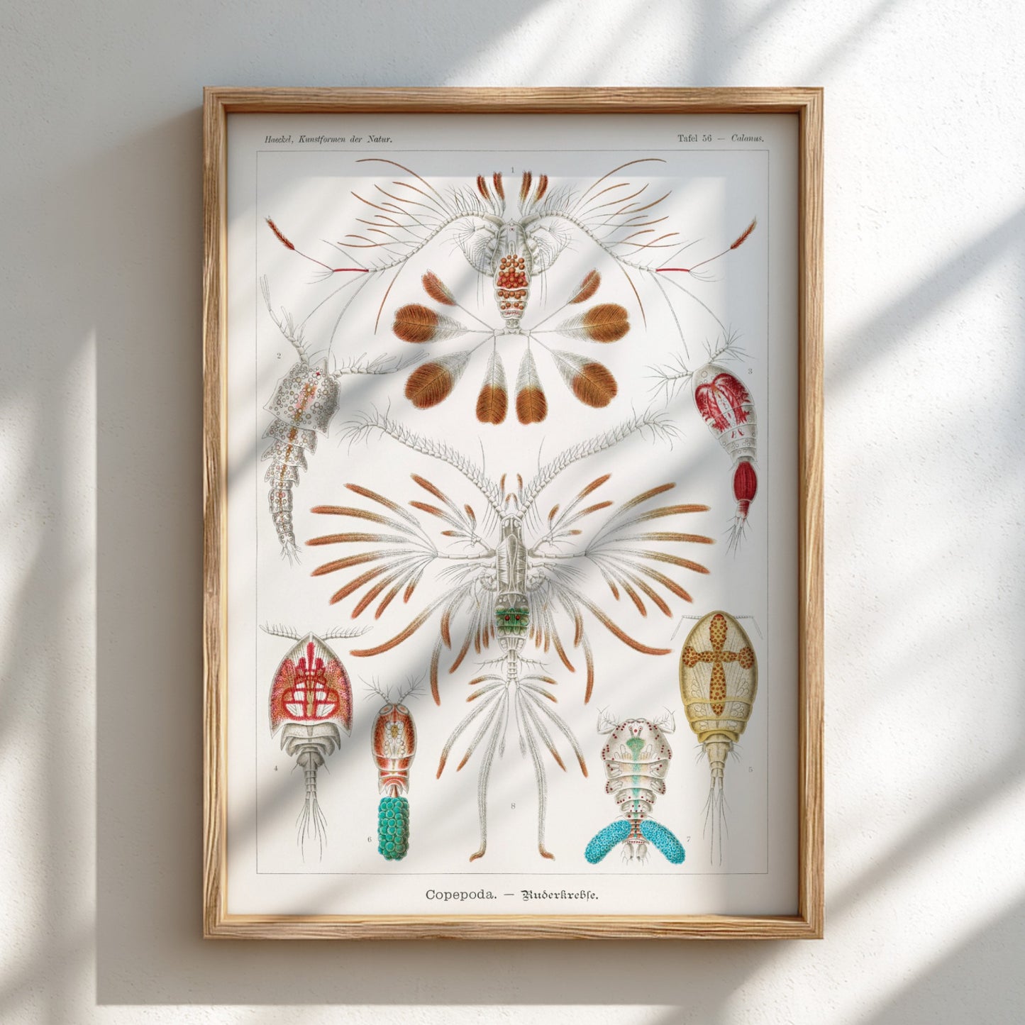 Vintage scientific illustration poster of various Copepoda sea creatures by Ernst Haeckel.