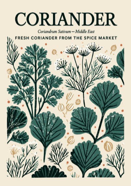 Kitchen poster featuring coriander illustrations in green tones, botanical style, perfect for decor