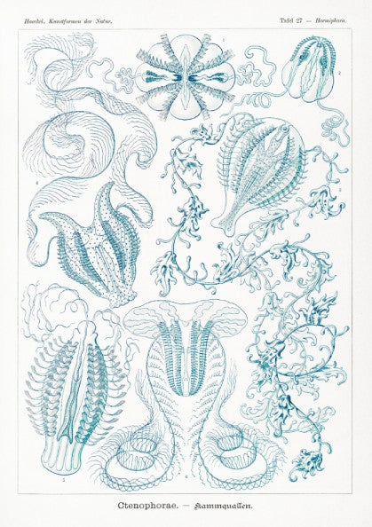 Vintage Ctenophorae Kammquallen poster featuring detailed blue linework illustrations of marine life by Ernst