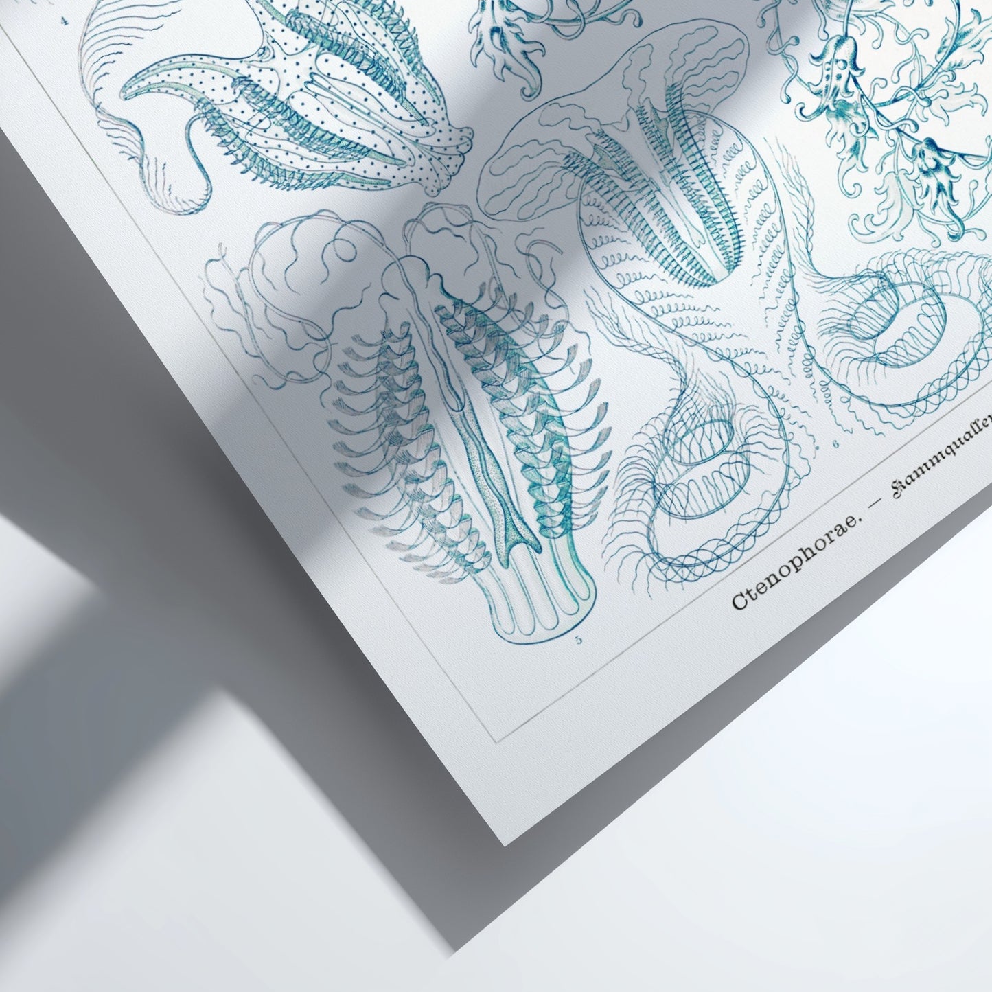 Vintage Ctenophorae Kammquallen poster featuring detailed blue linework illustrations of marine life by Ernst
