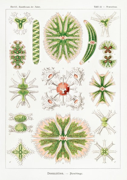 Poster of Ernst Haeckel's Desmidiea scientific illustration, featuring detailed green and pink algae.