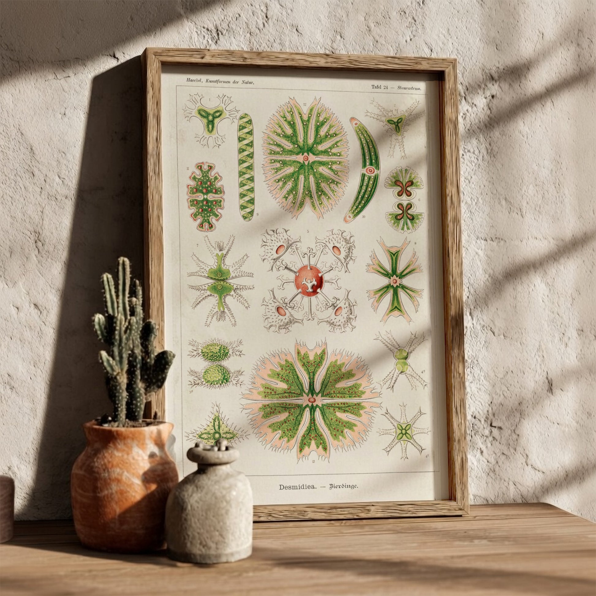 Poster of Ernst Haeckel's Desmidiea scientific illustration, featuring detailed green and pink algae.