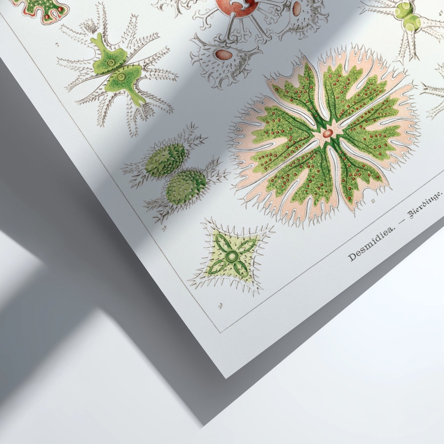 Poster of Ernst Haeckel's Desmidiea scientific illustration, featuring detailed green and pink algae.