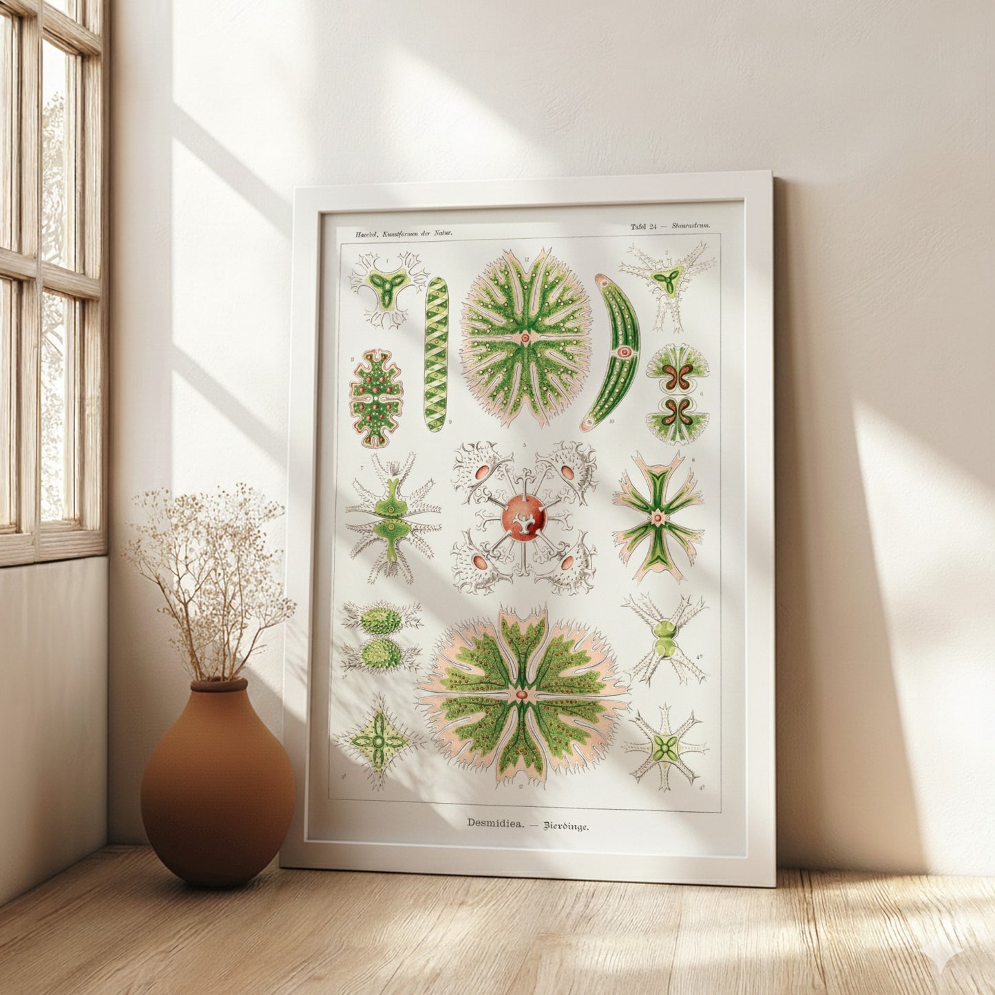 Poster of Ernst Haeckel's Desmidiea scientific illustration, featuring detailed green and pink algae.