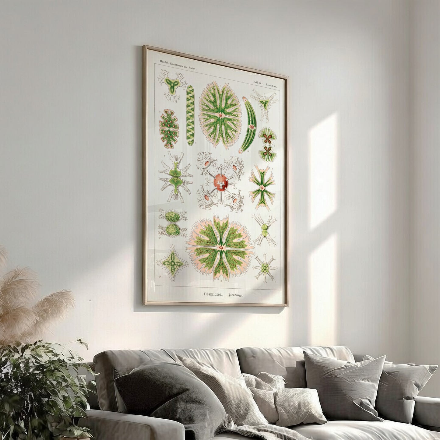 Poster of Ernst Haeckel's Desmidiea scientific illustration, featuring detailed green and pink algae.