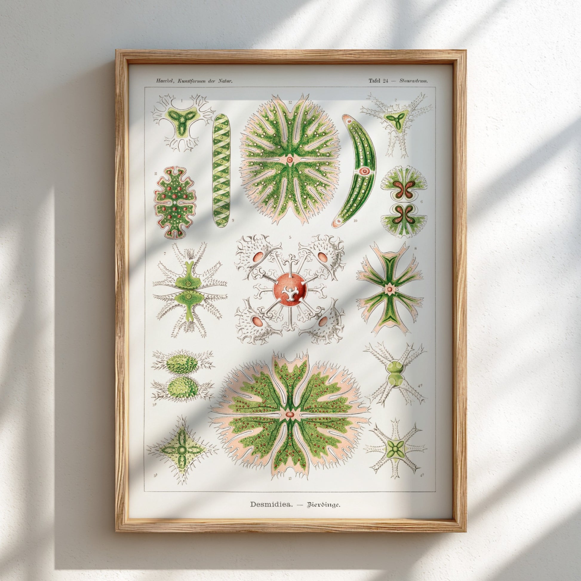 Poster of Ernst Haeckel's Desmidiea scientific illustration, featuring detailed green and pink algae.