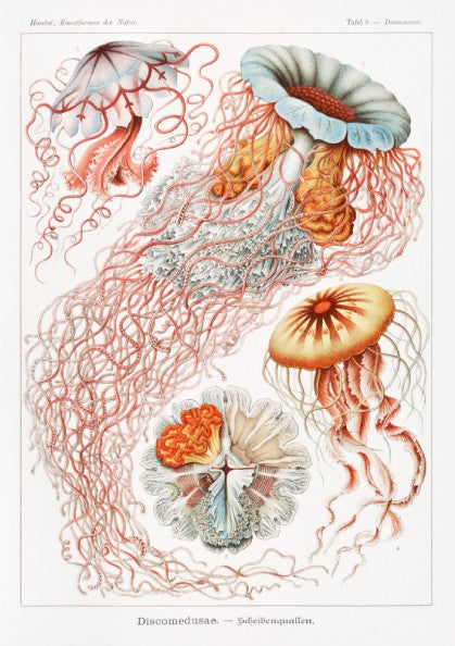 Vintage jellyfish art print, scientific illustration of Discomedusae, natural history poster.