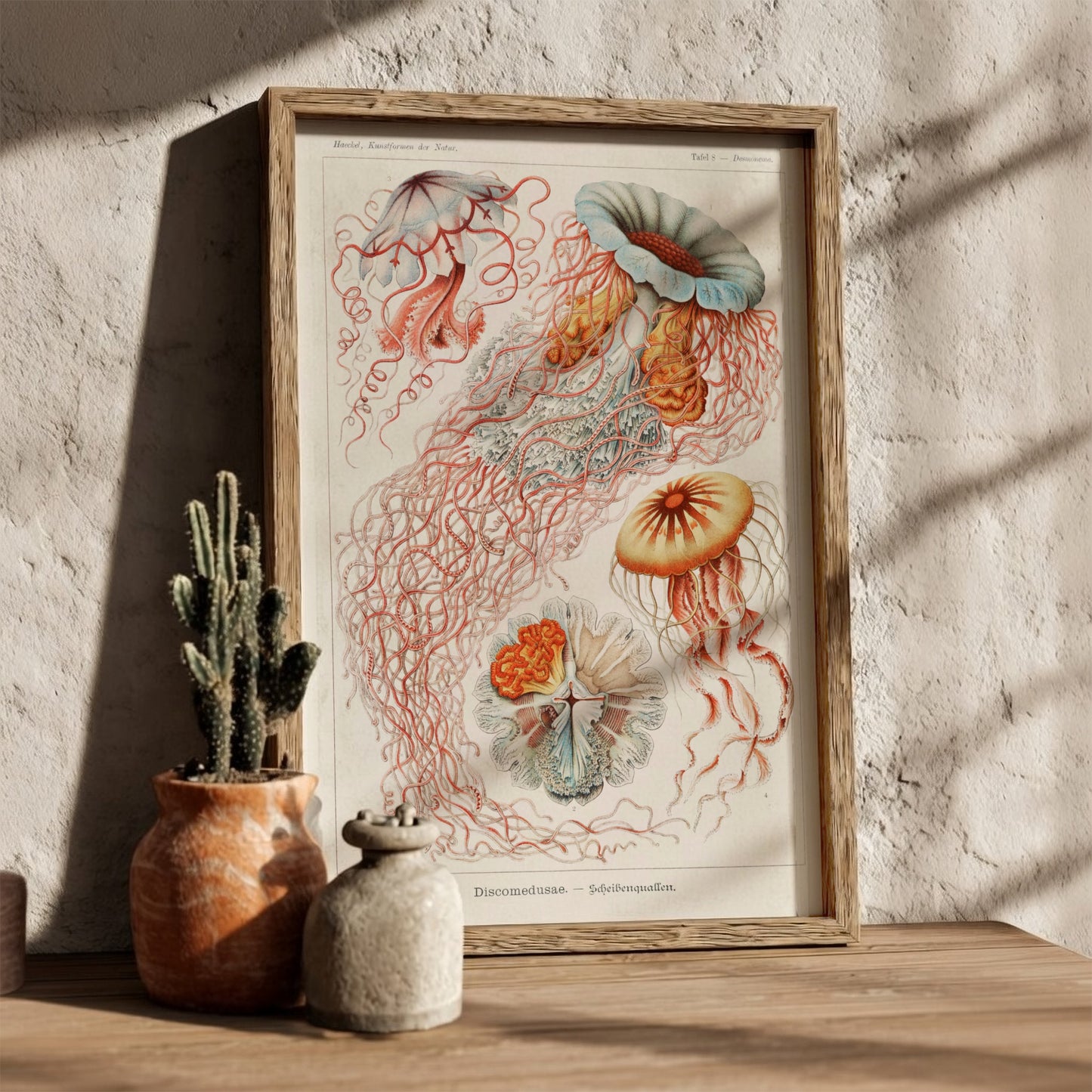 Vintage jellyfish art print, scientific illustration of Discomedusae, natural history poster.