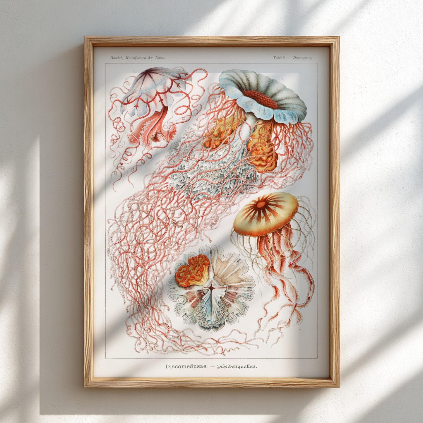 Vintage jellyfish art print, scientific illustration of Discomedusae, natural history poster.